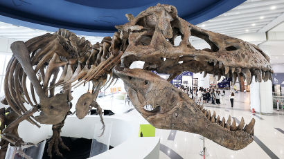 [포토타임]과천과확관에 나타난 공룡, 가장 큰 티라노 화석 ‘스코티’