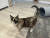미국 캘리포니아주 아마존 물류창고에서 발견된 고양이 갈레나. AP=연합뉴스