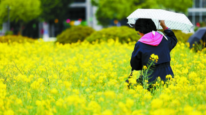 [포토타임] 우산 쓰고 걷는 유채꽃밭...8일 차츰 맑아져 기온도 올라
