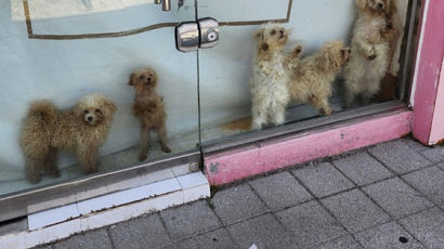 하얀 털이 누렇게…"폐업한 건가" 펫숍에 갇힌 강아지들