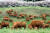 봄을 맞아 초지로 방목된 소들이 풀을 뜬는 모습. 2006년 충남 서산시 운산면 농협 가축개량사업소의 소들을 촬영한 사진이다. [중앙포트] 