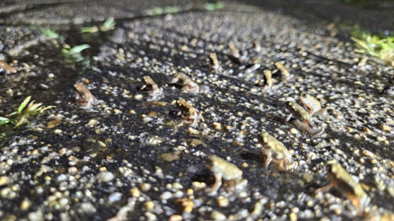 새끼 두꺼비 수만 마리 대이동…매년 장관 펼쳐지는 이곳