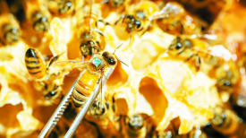 "꿀벌 먹거리 만들자"…산림청, 전국에 여의도 면적 13배 밀원숲 조성