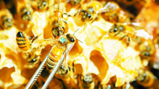 "꿀벌 먹거리 만들자"…산림청, 전국에 여의도 면적 13배 밀원숲 조성