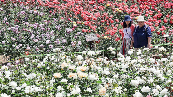 [포토타임] 5월은 장미의 계절... 부산 장미원 10개국 49종 장미 활짝