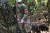21일(현지시간) 멕시코 타바스코주 테콜루티야에서 군 장병이 폐사한 원숭이 사체를 옮기고 있다. AP=연합뉴스