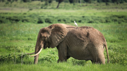 “이름 불러 의사소통하는 코끼리…영리하고 흥미로운 존재”