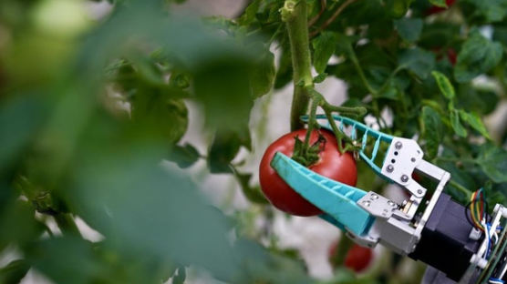 [Biz-inside,China] 토마토만 톡! 스마트 농장 일꾼으로 등장한 AI 로봇