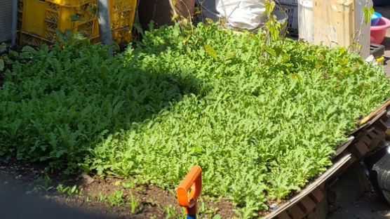 [단독]앞마당에 양귀비 2700주 키운 80대…재배 노인 줄지 않는 이유는