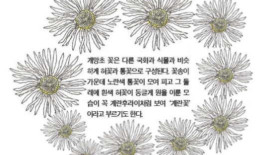 [소년중앙] 전국 곳곳 ‘계란꽃’…적응력 뛰어난 개망초