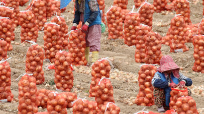 [사진] 양파 수확하는 농민들