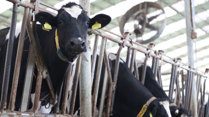 "도로에 소가 돌아다닌다"…천안서 한밤 젖소 10마리 탈출 소동