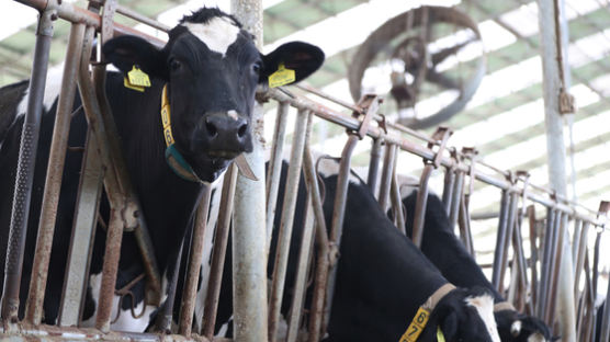 "도로에 소가 돌아다닌다"…천안서 한밤 젖소 10마리 탈출 소동