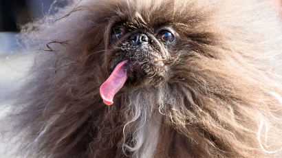 ‘5전6기’ 강아지, ‘세계 가장 못생긴 개’ 올해 우승