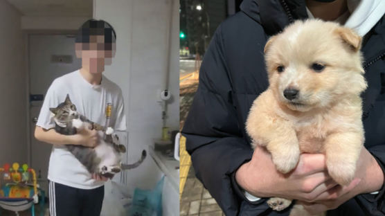 개·고양이 11마리 살해 20대 집행유예…카라 "역대 최악 선고"