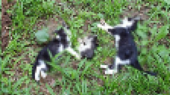 인천 아파트 단지서 다리 잘린 고양이 사체 발견…경찰 수사