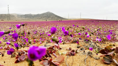 '지구상 가장 건조한' 칠레 사막, 한겨울 개화…"비의 영향"