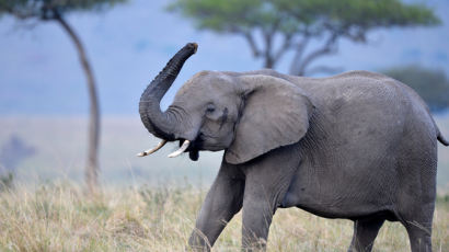 사진 찍다 코끼리에 밟혔다…남아공서 사파리 관광객 참변