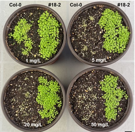 그린진, 제조체 견디는 non-GMO 식물 만드는 데 성공