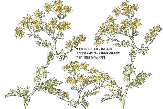 [소년중앙] 산과 들에 노랗고 희게 피어나 가을을 알리는 꽃