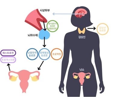 Female hormone secretion system. Data: Seoul National University Hospital