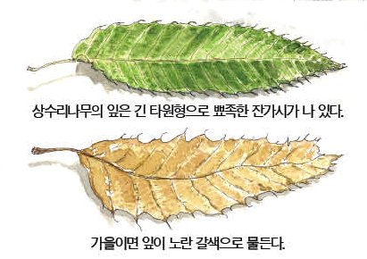 [소년중앙] 바스락바스락…도토리 따기보다 가을의 소리 즐기세요