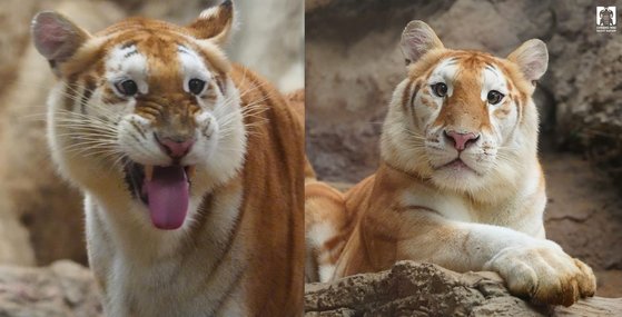 밀림의 제왕인데 "인형 같아"…'황금 호랑이' 자매 인기 폭발