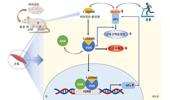 "비타민D 섭취, 운동 못지않은 효과…노년기 근감소증 예방"