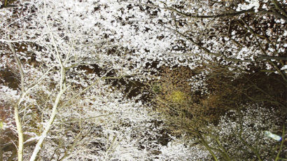 [Photo] 벚꽃 터널 속 향기로운 봄밤