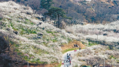 [사진] 수채화를 그리며 북상하는 봄 