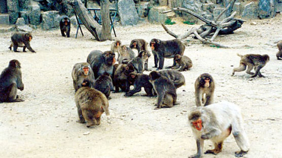 [신남식의 동물 이야기]일본원숭이 집단탈출 소동