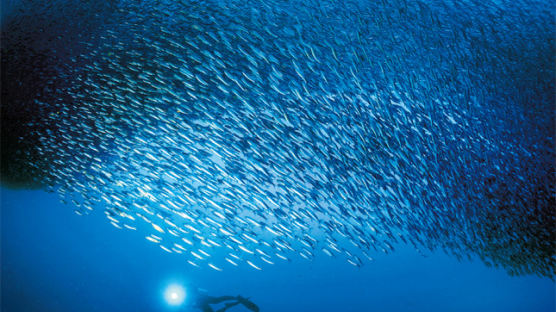 [사진] 정어리 떼의 은빛 군무, 여기는 짙푸른 세부의 바닷속