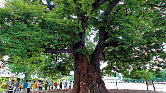 [사진] 솔이·준호·우연이… 그곳 아이들은 나무를 닮으며 커 간다