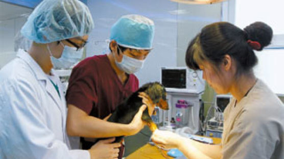 CT 포함 건강검진 100만원 동물병원 갈수록 전문화·대형화
