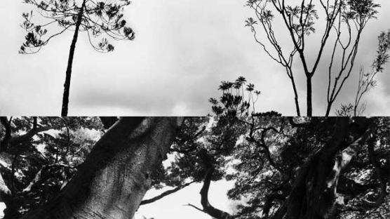 뉴칼레도니아의 하늘과 바다와 소나무 ‘배병우, 세상의 끝에서 보다’전