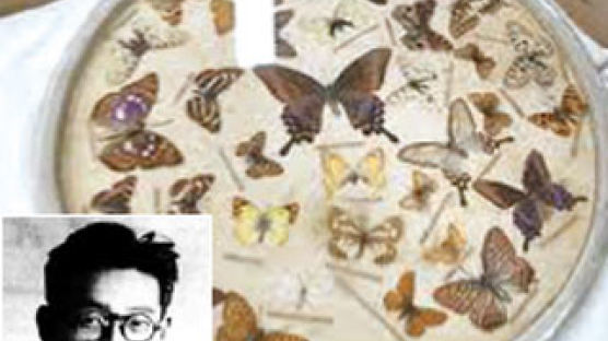 평생 75만 마리 나비 채집 … 전쟁 때도 피난 안 가고 표본 지켜