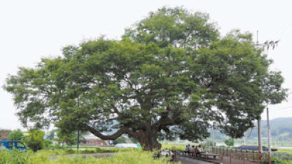 [Wide Shot] 천연기념물 된 700세 느티나무