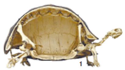‘향년 176세’ 다윈의 거북, 기네스북 오른 최장수 동물