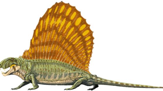 ‘표리부동’ 디메트로돈… 외모는 공룡, 속 보면 포유류 조상
