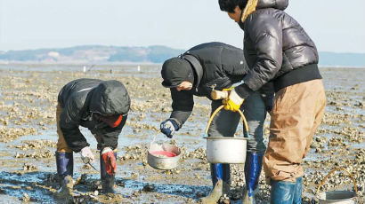 굴은 1월이 끝물? 뭔 소리여 이제 좀 맛이 드는고만