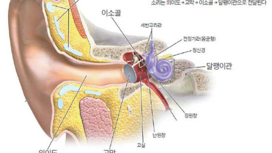 이어폰 난청 급증, 유모세포 재생 기술은 걸음마 단계