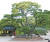 전등사 대웅전 앞뜰에 자리 잡고 있는 수령 400년의 느티나무. 나무의 높이가 20m, 둘레는 4.6m다. 주변을 둘러싼 건물, 숲과 조화를 이루며 전등사를 찾는 이들의 쉼터 역할을 한다. 왼쪽 옆에 범종루가 보인다. 매일 새벽과 저녁에 모든 중생의 번뇌가 사라지길 기원하는 타종 의식이 진행된다. [사진 전등사]