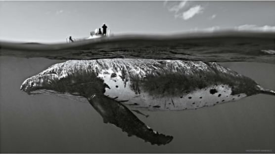 남태평양 통가의 혹등고래