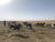 몽골 돈드고비아이막 만달고비시 주변 초원에서 유목민들이 말을 키우고 있다. 천권필 기자.
