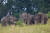 코끼리는 국내 동물원에서도 볼 수 있지만 야생에서 마주한 감격과 비교할 순 없다. 카오야이 국립공원 초원에서 만난 코끼리 가족. 안전요원의 통제에 따라 50~70m 거리에서 봤다. 최승표 기자