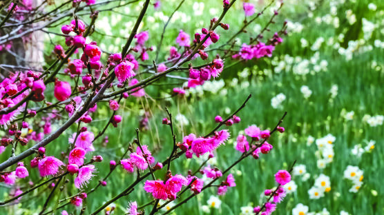 하얀색 분홍색…제주는 봄빛