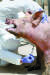 31일 오후 강원도 양구군의 한 양돈 농가에서 아프리카돼지열병(ASF) 감염 여부 확인을 위해 돼지 혈청 검사를 하고 있다. [연합뉴스]