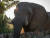 캠프 자블라니에 사는 코끼리. [사진 캠프 자블라니, 금중혁]