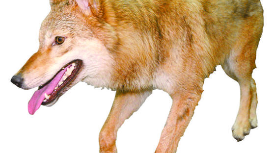 화웨이는 왜 20년 넘게 ‘늑대정신’을 추구할까