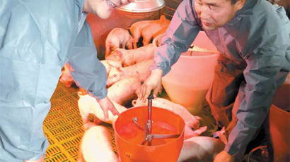 돼지가 유산균을 만났을 때, 산학협력 명품 성과 나왔다